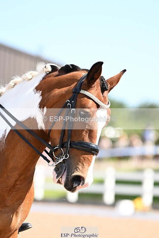 240816A-111102-04020 - 189-Mel.Day-Dolderwydd.lucky.Maisie