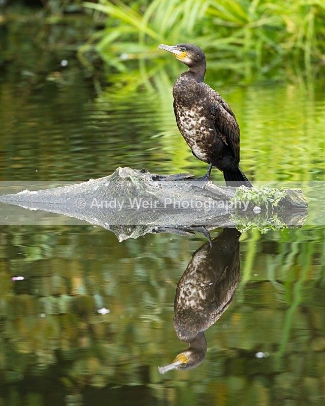 20110904-_MG_6637 - Cormorant