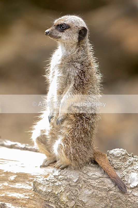 20150725-8E0A0290 - Captive Animals