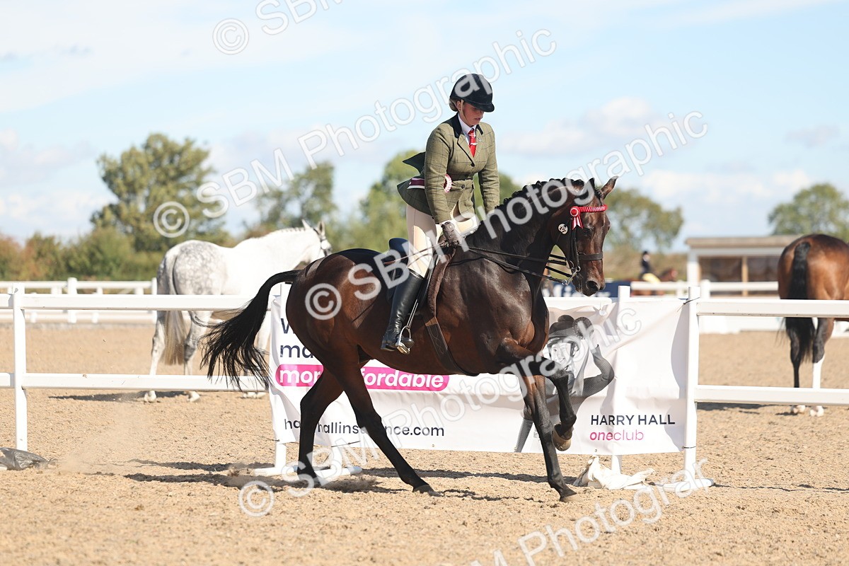 SBM_13153 - Class 305 - Ridden Foreign Breed Pure Bred