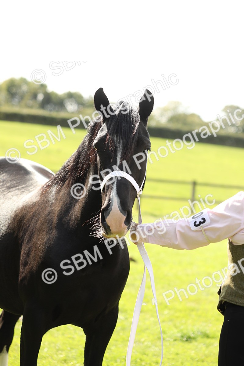 SBM_65508 - S47 - Mountain & Moorland In Hand Large Breeds
