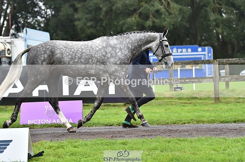 231018-122338-00260 - 032-COOLEY.ROCCO-Ben.Way-TrotUp
