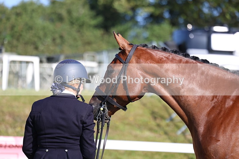 3E7A5672 - Class 2: Rising Star Large Hack/Riding Horse