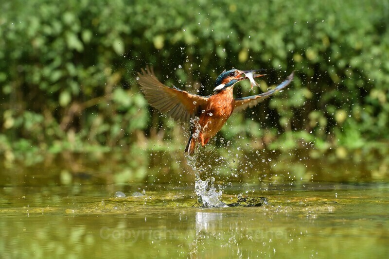 Kingfisher - Birds