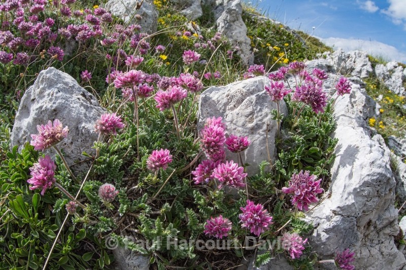 Mountain kidney vetch (Anthyllis montana ssp Jaquinii)  - Flowers in the Landscape - 1