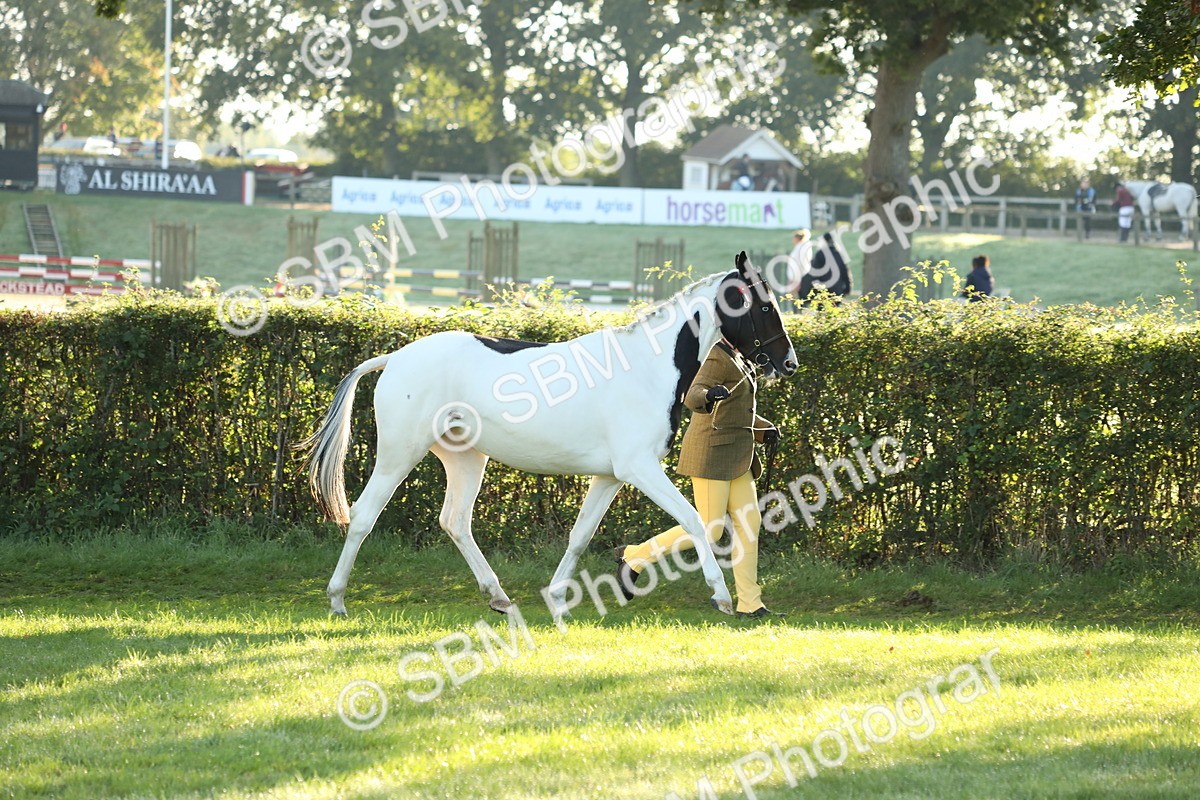 SBM_57916 - S42 - Youngstock