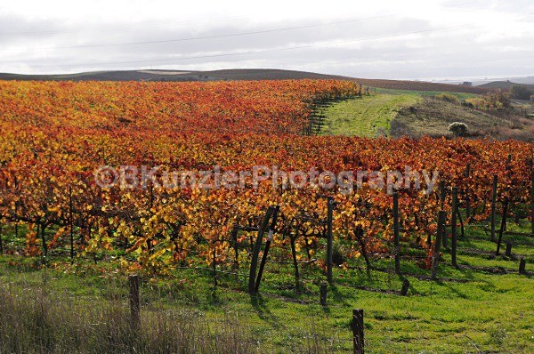 _DSC0011 - Ross/Lynn