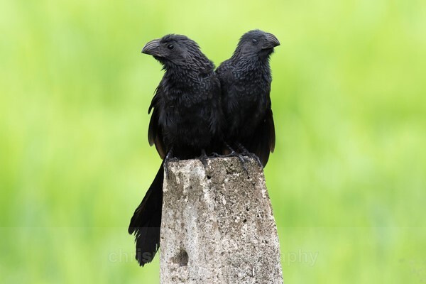 - Birds of Costa Rica and Mauritius