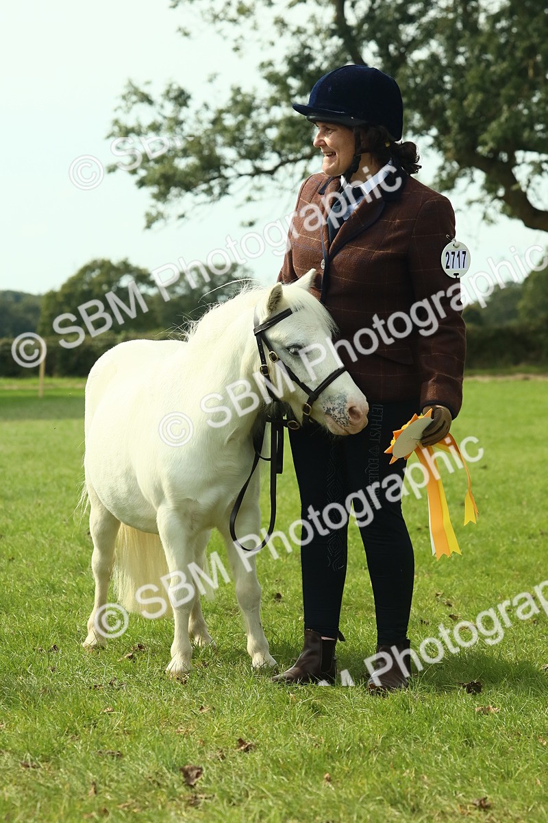 SBM_66761 - S34 - Rehabilitated Rescue Horse & Pony In Hand & Ridden