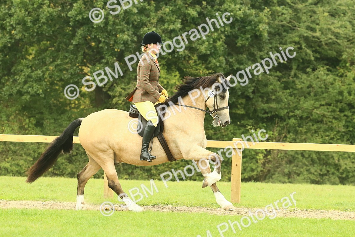 SBM_71913 - S60 - Mountain & Moorland Ridden Large Breeds