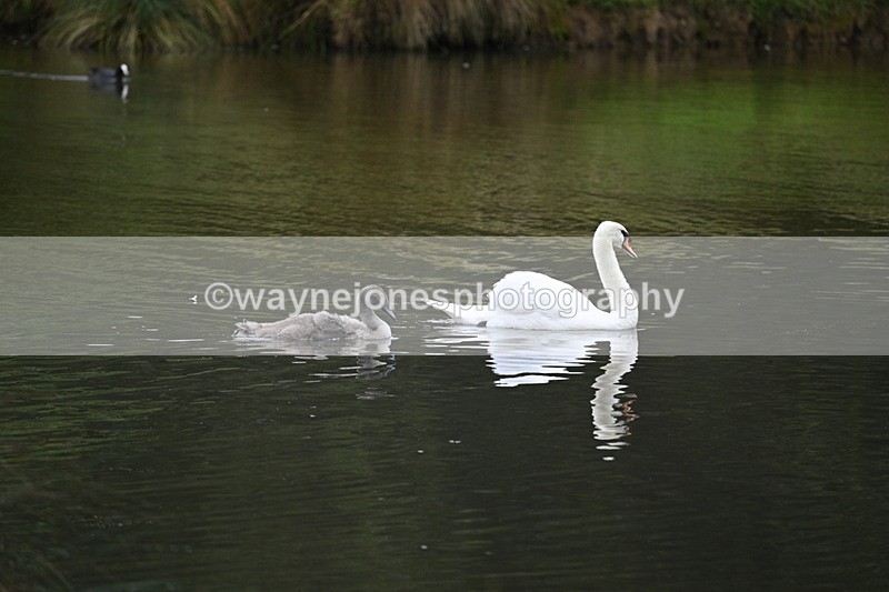 WJ7_9111 - Time at Water 11:53 to 12:23