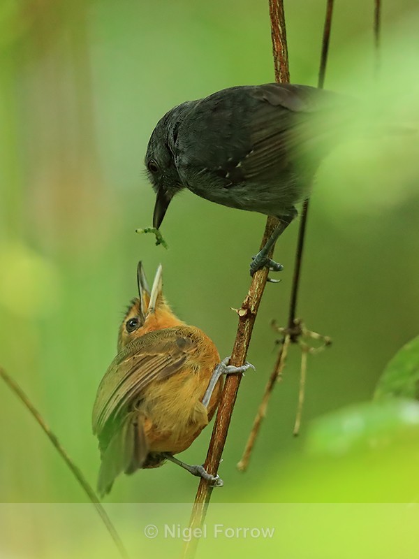 Dusky Antbird, male and female, Pipeline Road, Panama - Dusky Antbird