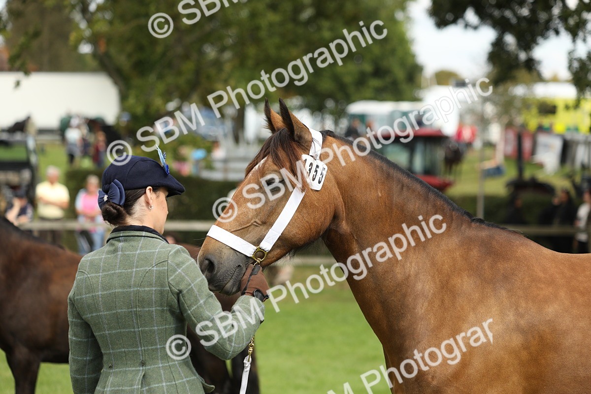 SBM_65472 - S47 - Mountain & Moorland In Hand Large Breeds