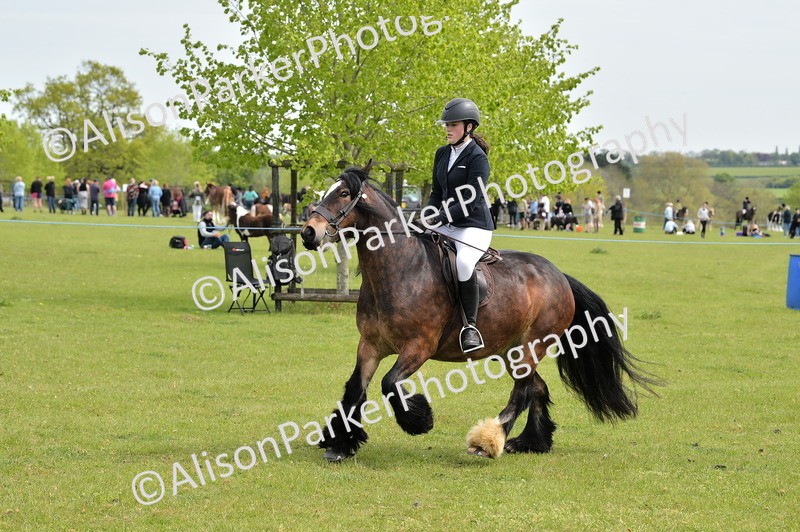 20260426-2436 - Class 21 - Working Hunter Ponies