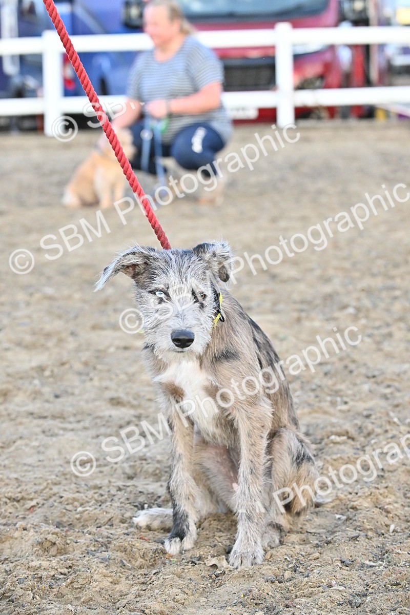 SBM_09616 - Lorry Dogs
