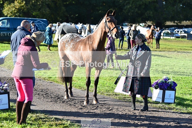 231022-100846-22262 - 482-ODDSPOT.VITAL.ELEMENT-Danielle.Davies-TrotUp+SJ