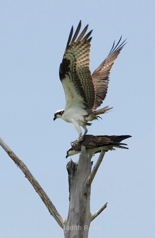 Osprey pair - Birds