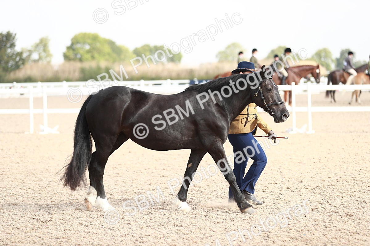 SBM_11748 - Class 206 IH Non Show Type Pony