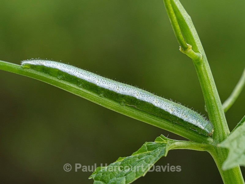 Caterpillar of the orange tip butterfly (Anthocaris cardamines) - Ten Metres from Home 2021