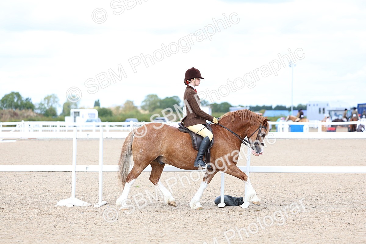 SBM_15765 - Class 314 - Family Horse - Pony