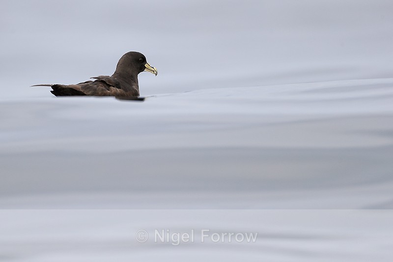 White-chinned Petrel floating on calm sea, Chile - White-chinned Petrel