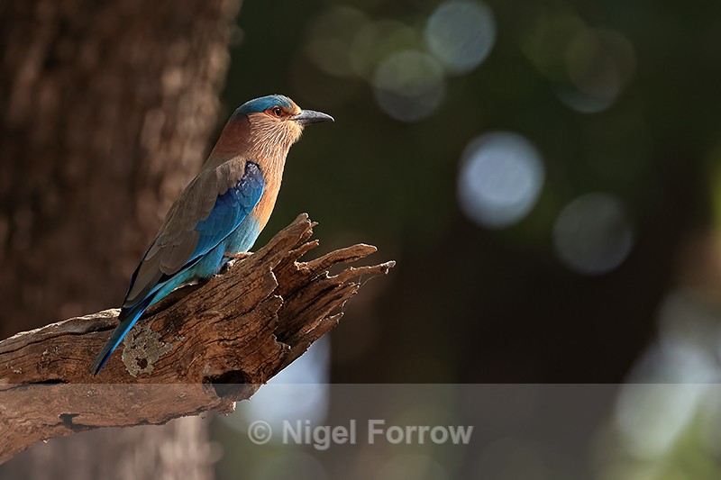 Indian Roller, Bandhavgarh National Park, Madhya Pradesh, India - Indian Roller