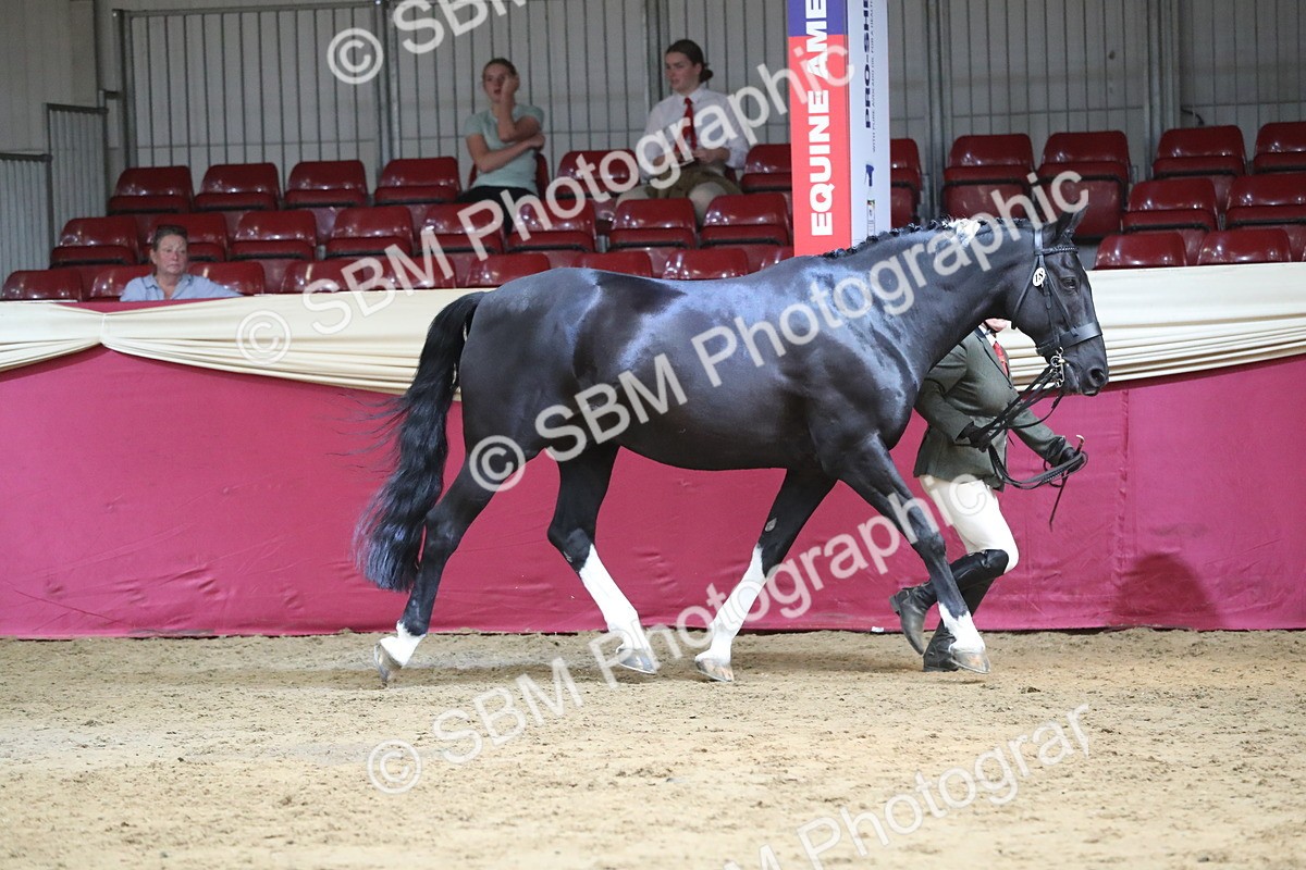 SBM_06548 - Regional IH Champ
