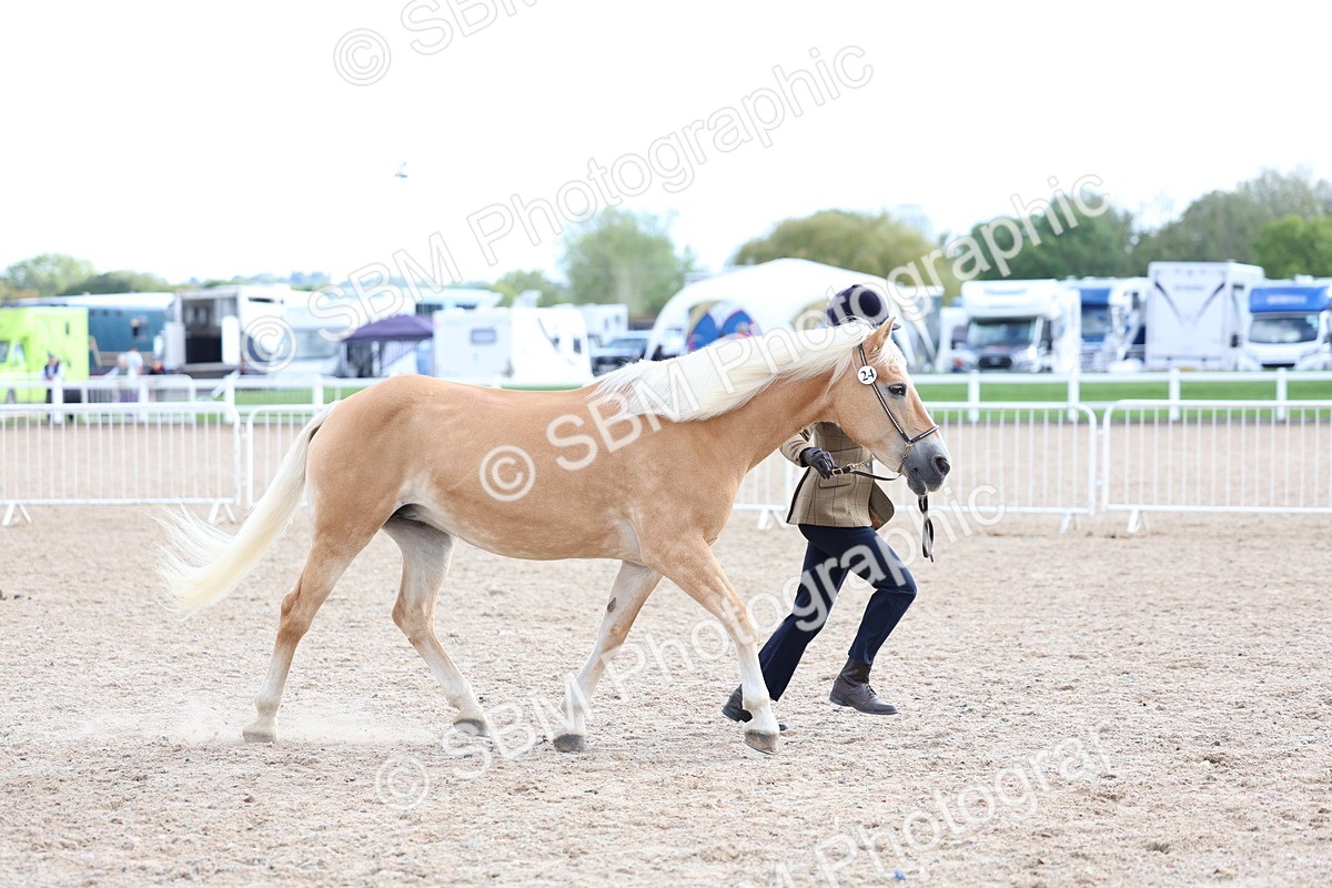 SBM_18752 - Class 317 - IH Pure Bred Horse-Pony