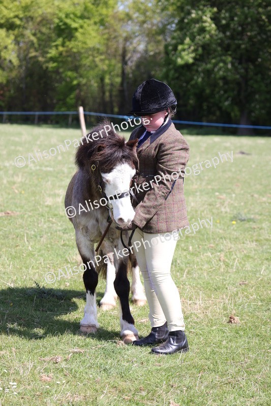 20250427-2982 - Class 27 - Coloured Horse and Pony