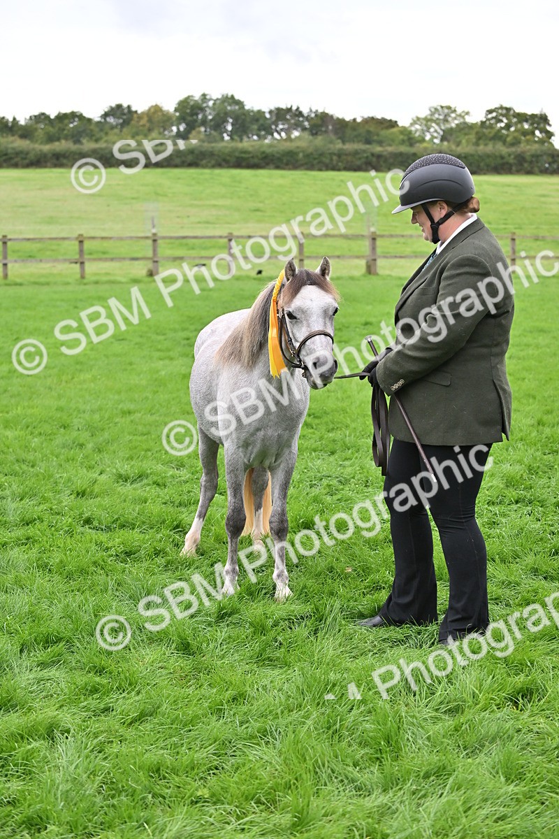 SBM_61087 - S48 - Mountain & Moorland In Hand Small Breeds