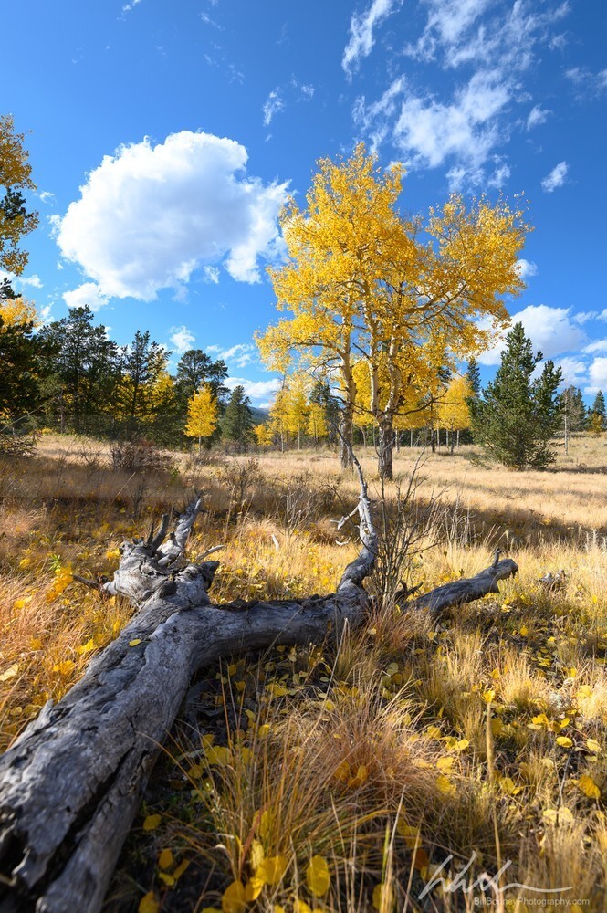 DSC_2373 - Trees