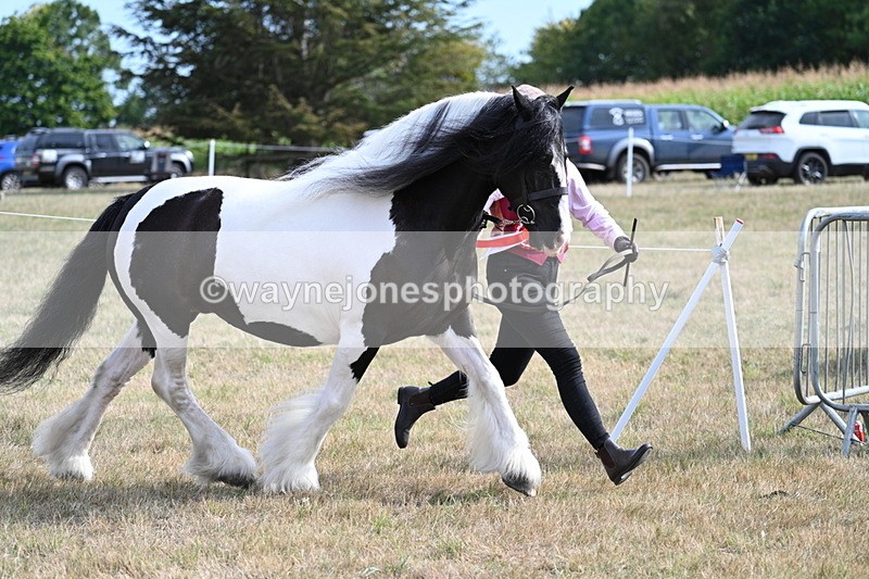 WJ7_8121 - In-hand Championship