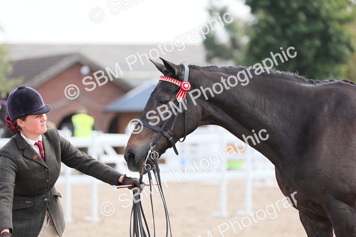 SBM_15796 - Class 312 IH Competition Horse/Pony