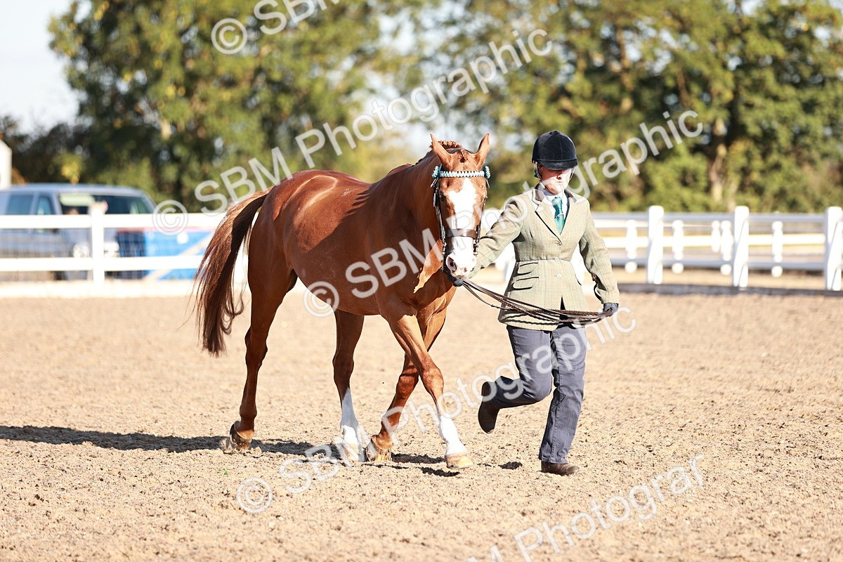 SBM_11204 - Class 401 - IH  Veteran horse