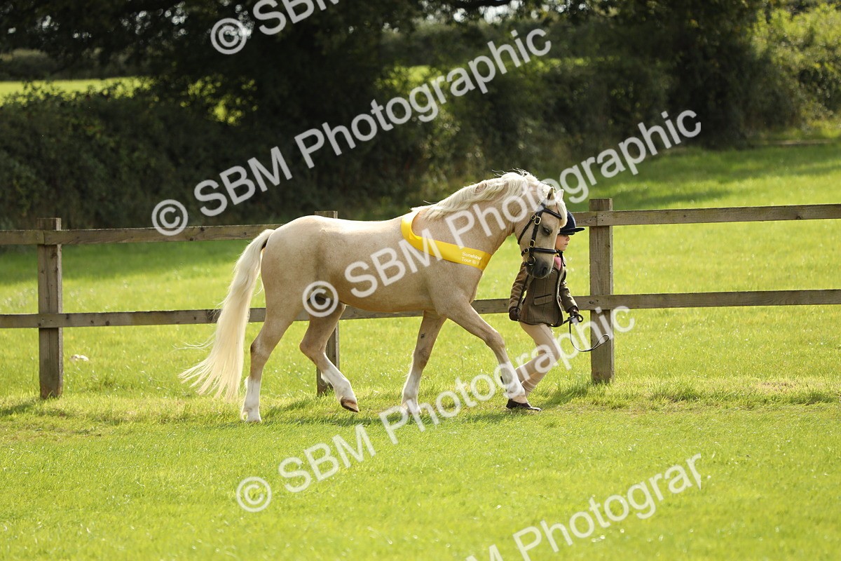 SBM_66279 - In Hand Pony & Youngstock Supreme Championship