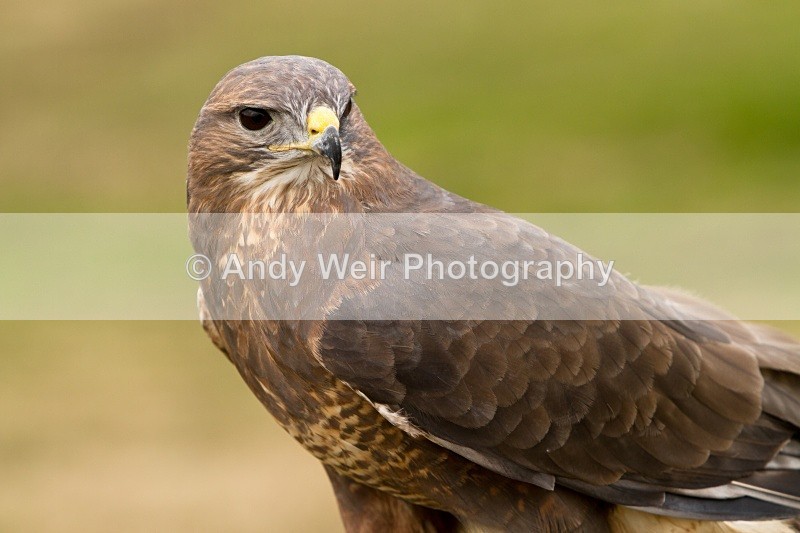 20110312-IMG_2044 - Common Buzzard