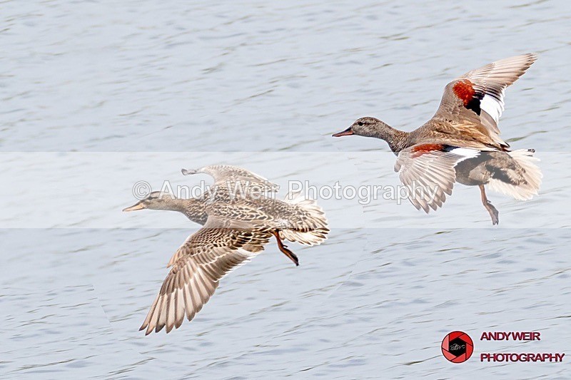 190523-untitled-8E0A2827-Edit - Gadwall