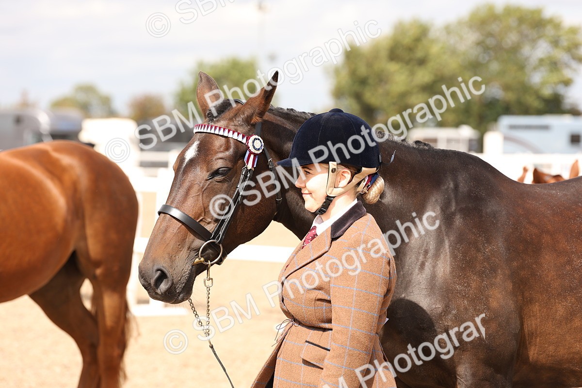 SBM_15398 - Class 210- IH Show Horse