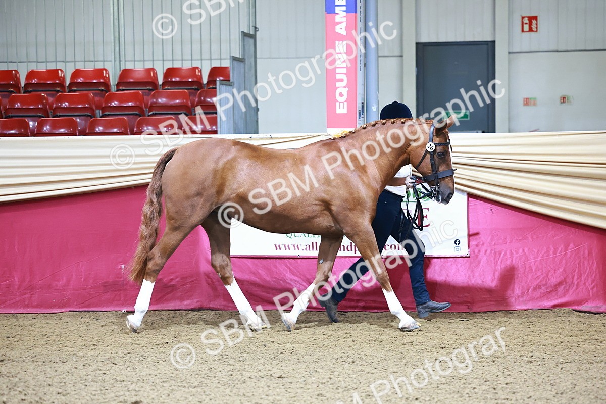 SBM_21665 - Class 901 - Supreme Final - IH  Diamond