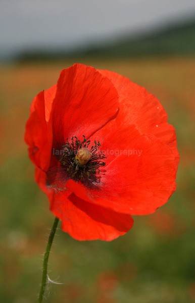 Poppy Flower _FL_027 - Wild Flowers,  plants & Fungus photography, Great Britain