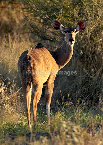 Lesser Kudu - Botswana