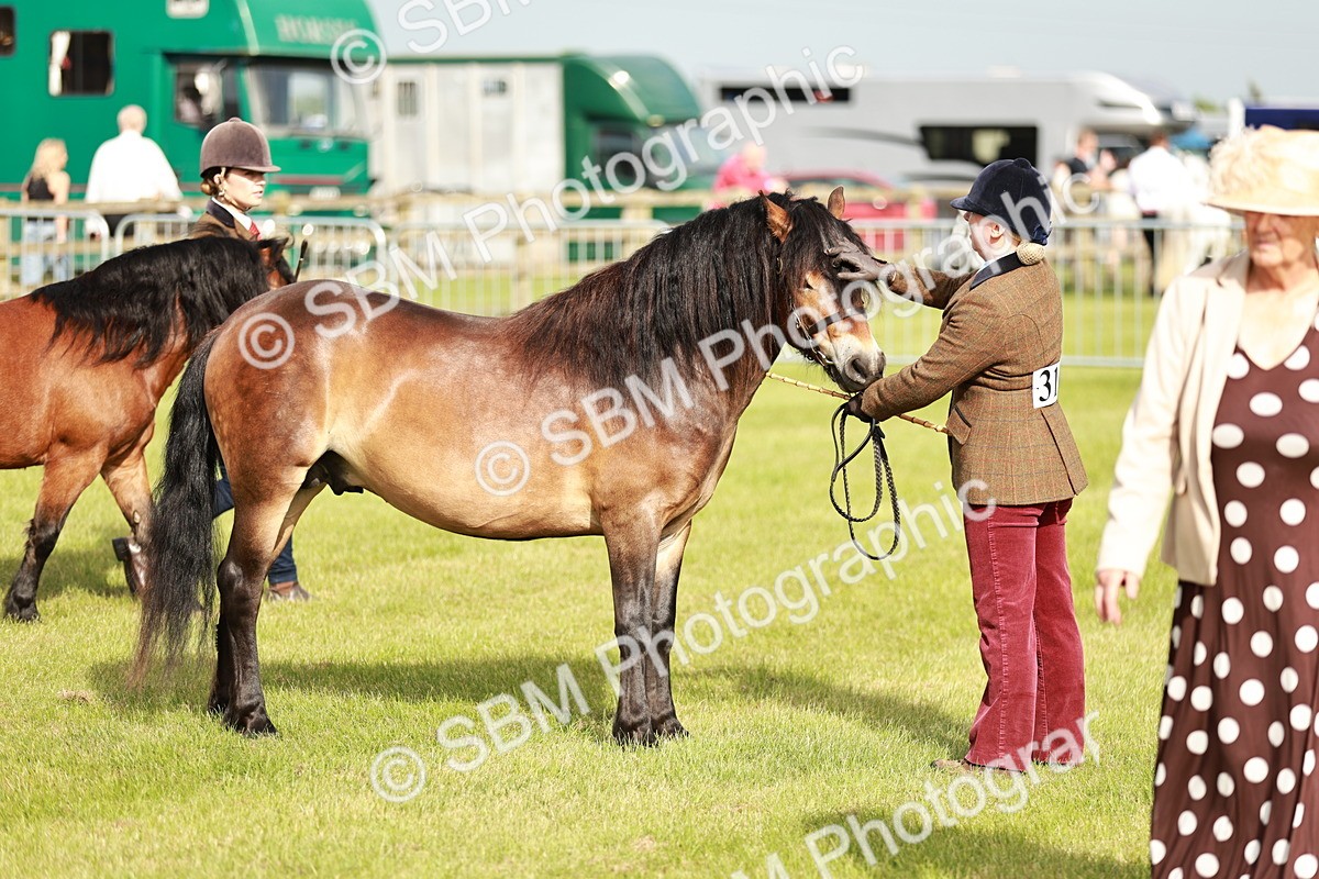 SBM_00464 - Class 14-23 - Mountain & Moorland In Hand Non Welsh