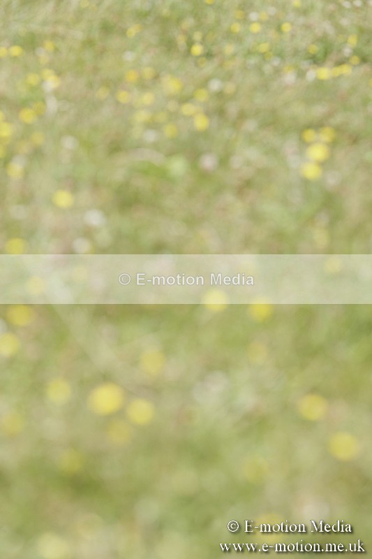 BVR160717-2067 - Class 4 & 5 Dressage 16/07/17