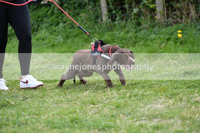 WJ5_0055 - Class 5 Best Veteran / 7 years & over