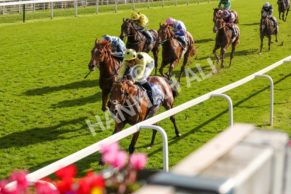 121024-Race 2-Bolster-7251 - Race 2 2.05pm Coral Daily Rewards Shaker Handicap