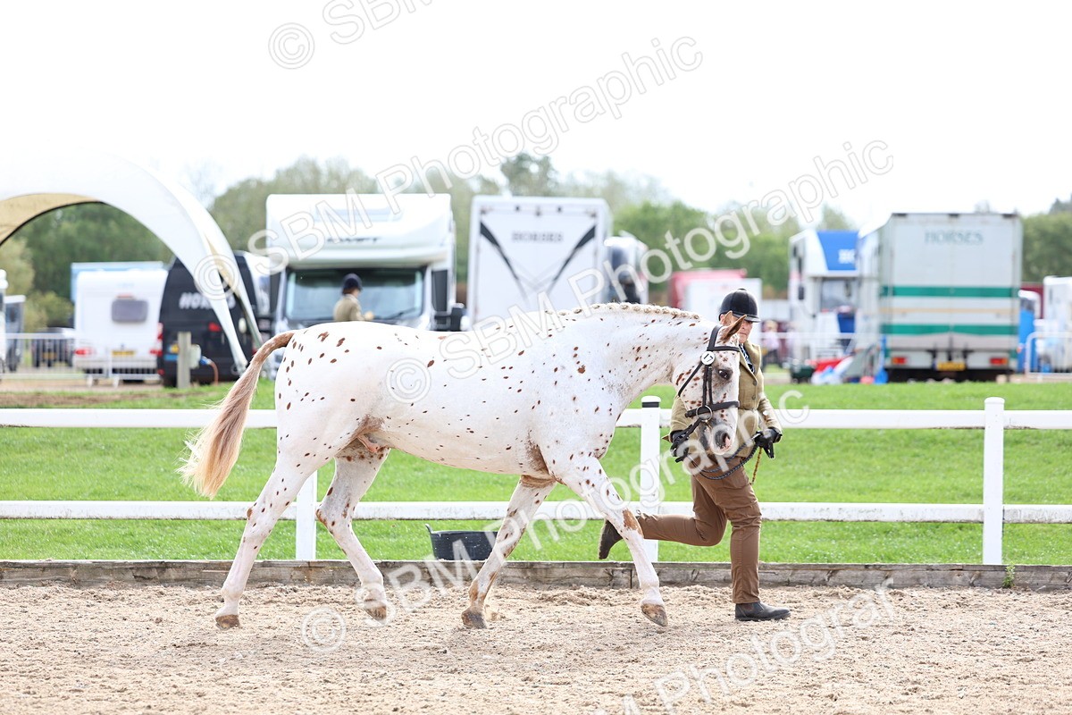SBM_04469 - Class 26 - IH Foreign Breeds - Part Bred