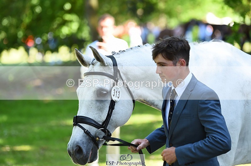 230524-151326-00145 - 313-LOUISBOURG_C-Jack_Whiteford-WEDTrotUp+DR