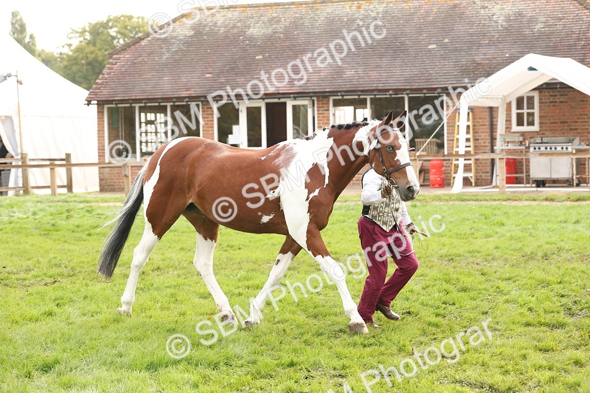 SBM_56798 - S54 - Piebald & Skewbald Horse In Hand