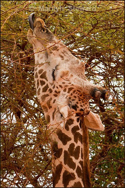 Giraffe's tongue - Kenya, Tsavo East