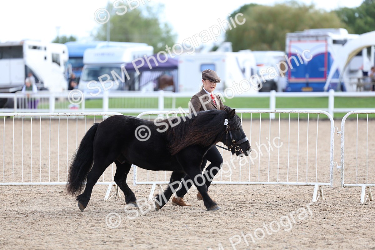 SBM_18701 - Class 317 - IH Pure Bred Horse-Pony